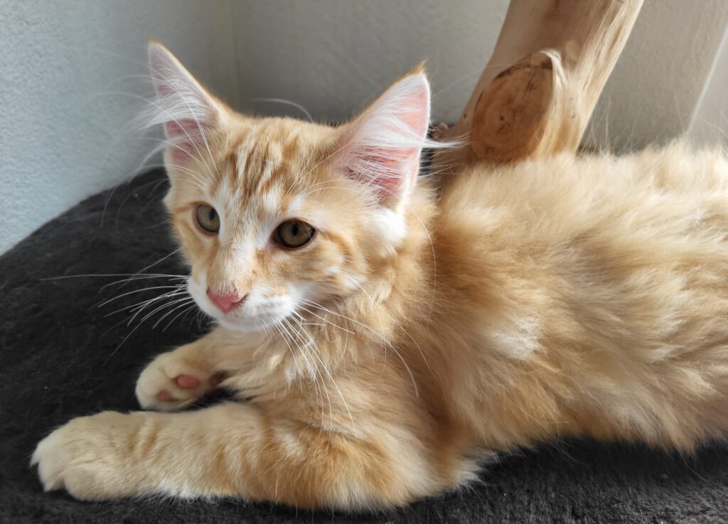 Milosh Mango