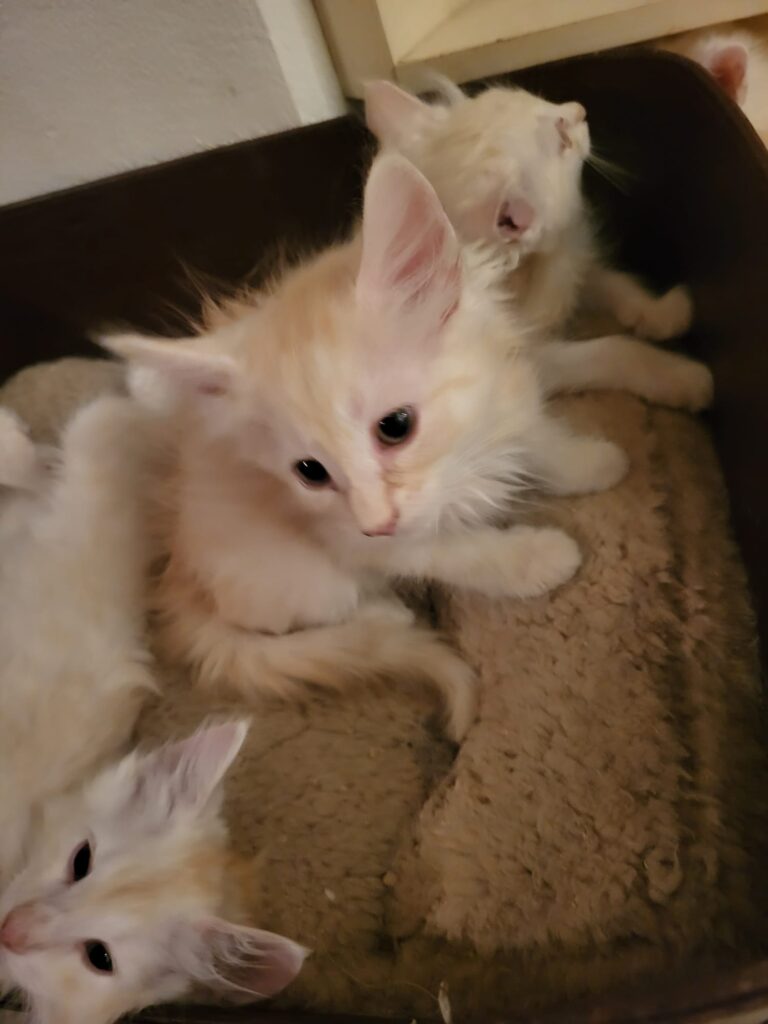 Nori ,Nigel & Narnia