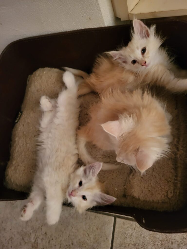 Nori ,Nigel & Narnia