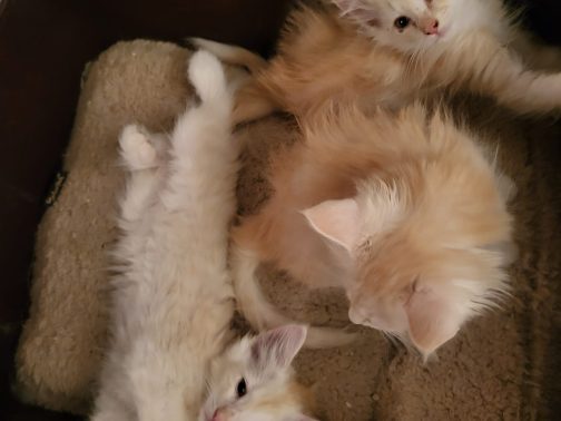 Nori ,Nigel & Narnia