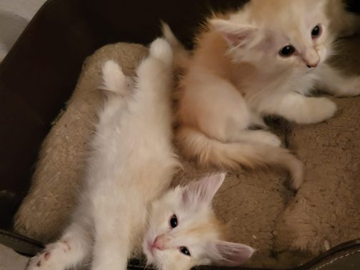 Nori & Nigel