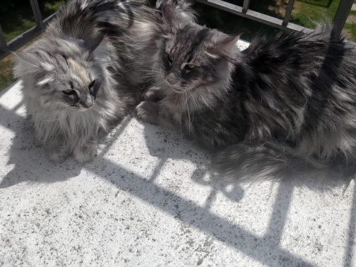 Jupiter & Jana