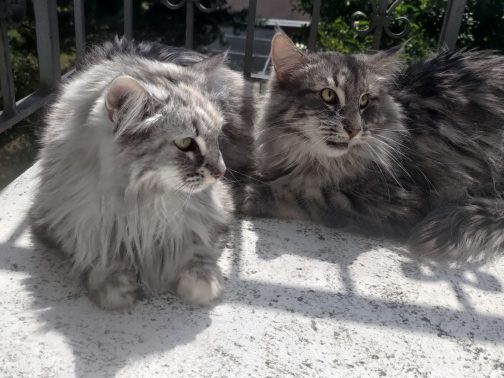 Jupiter & Jana