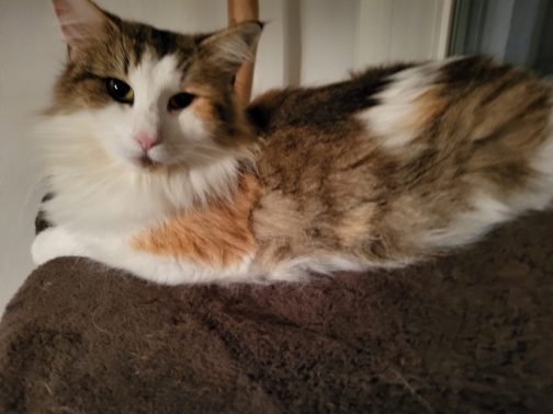 Karita geboren am 11.03.2023