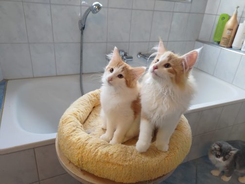 Moses & Murphy ♂️